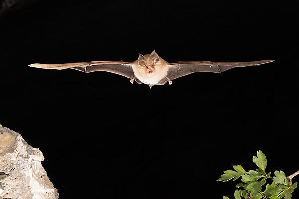 Lesser horseshoe bat