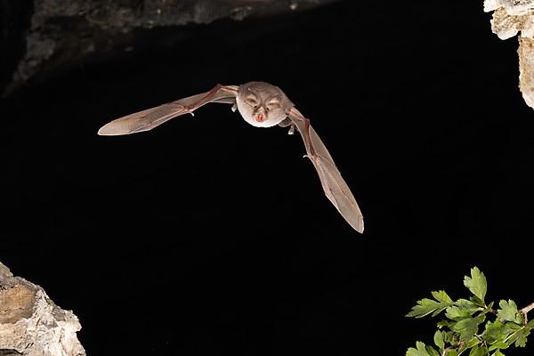 Lesser horseshoe bat