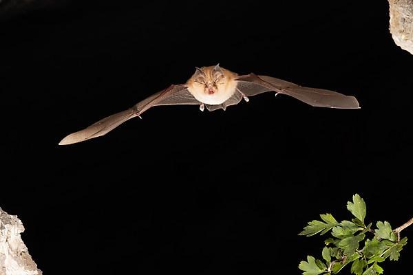 Lesser horseshoe bat