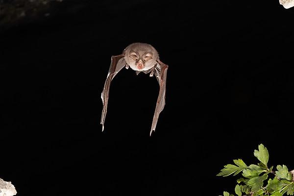 Lesser horseshoe bat