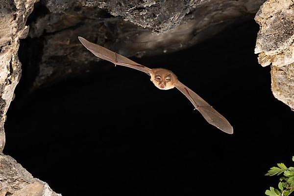 Lesser horseshoe bat