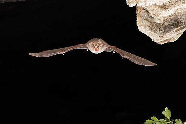 Lesser horseshoe bat