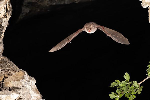 Lesser horseshoe bat