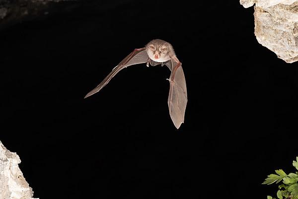 Lesser horseshoe bat