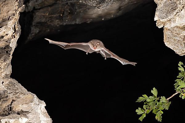 Lesser horseshoe bat