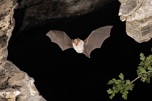 Lesser horseshoe bat