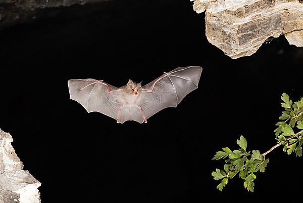 Lesser horseshoe bat