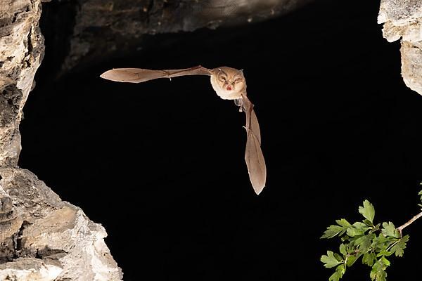 Lesser horseshoe bat