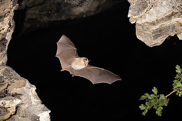 Lesser horseshoe bat