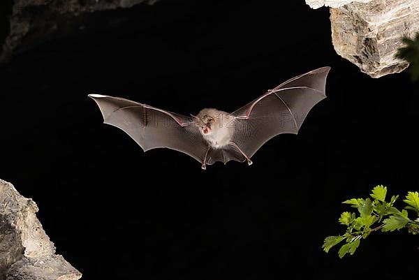 Lesser horseshoe bat