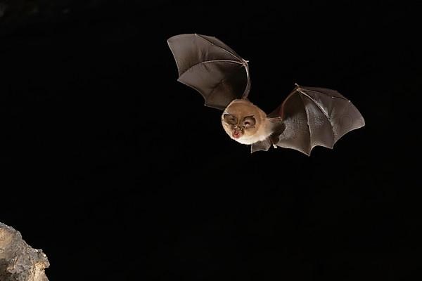 Lesser horseshoe bat