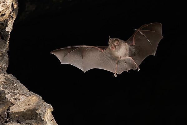 Lesser horseshoe bat