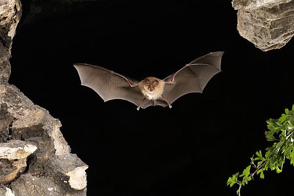 Lesser horseshoe bat