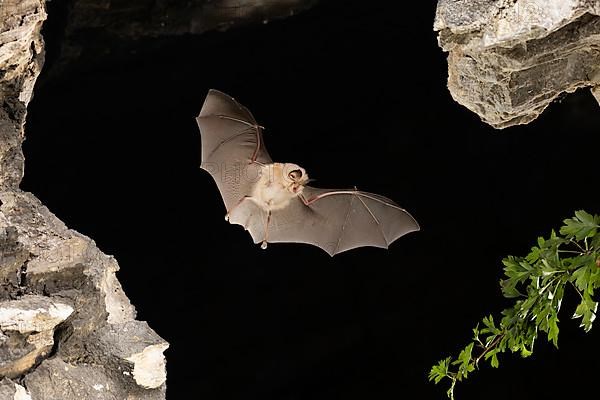 Lesser horseshoe bat