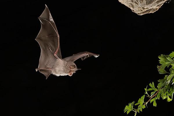 Lesser horseshoe bat