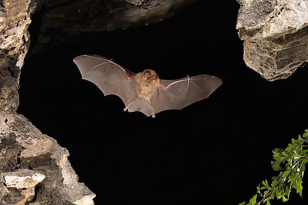 Lesser horseshoe bat