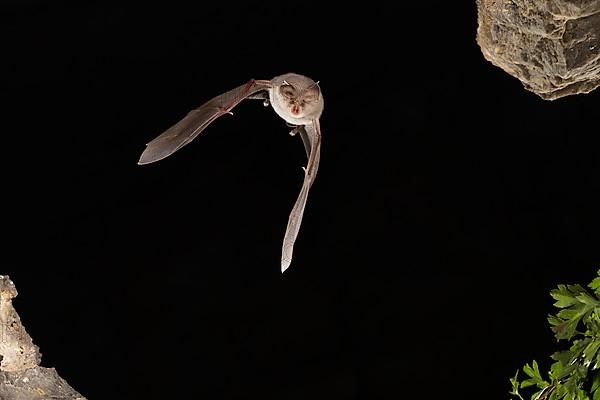 Lesser horseshoe bat