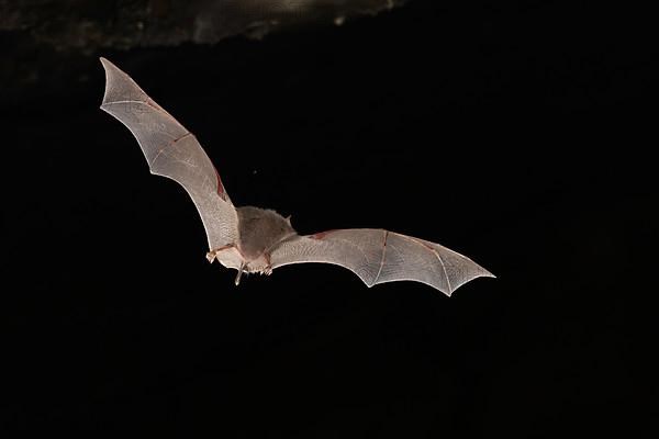 Lesser horseshoe bat