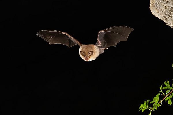 Lesser horseshoe bat