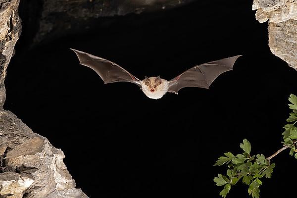 Lesser horseshoe bat