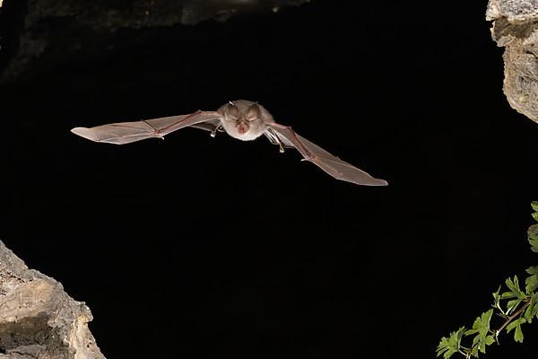 Lesser horseshoe bat