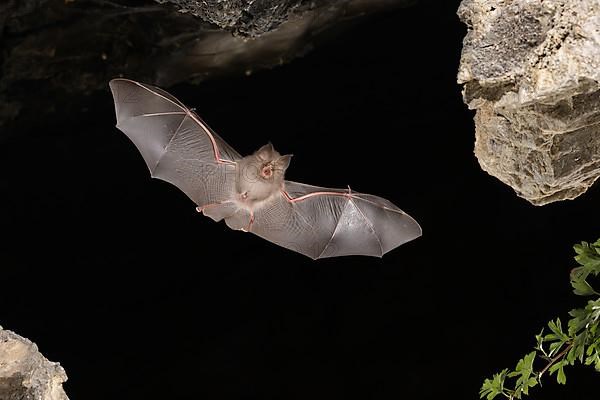 Lesser horseshoe bat