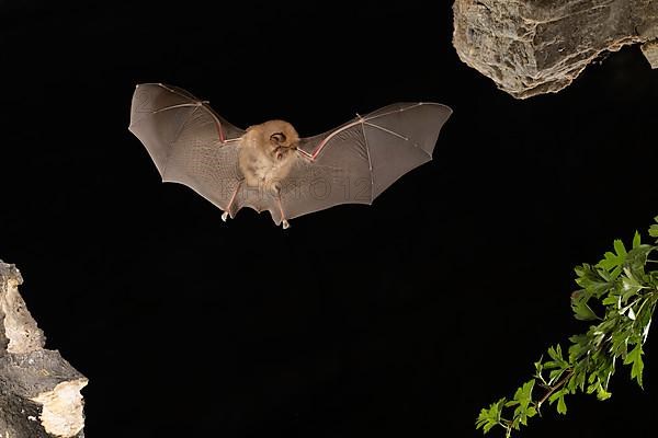 Lesser horseshoe bat