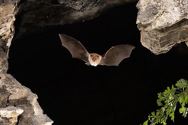 Lesser horseshoe bat