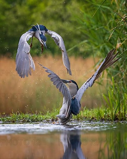 Black crowned night heron