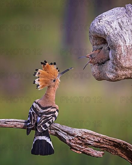 Hoopoe