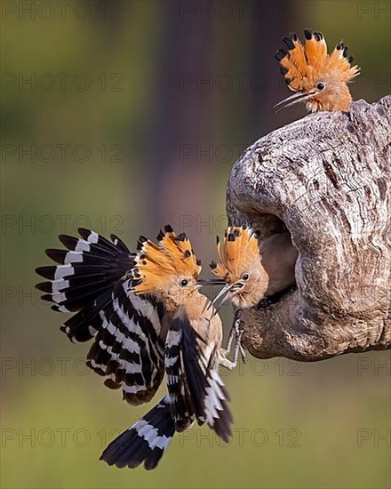 Hoopoe