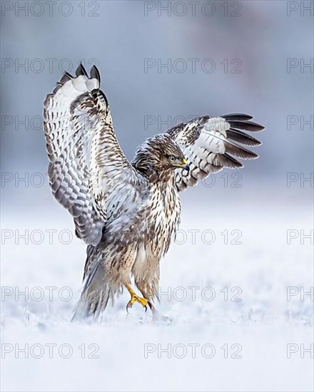 Common steppe buzzard