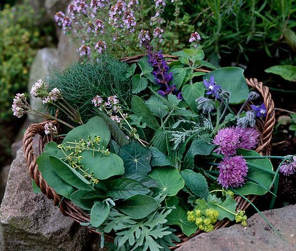 Herb garden Thyme