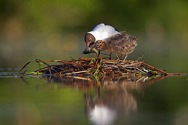 Black-headed Black-headed Gull