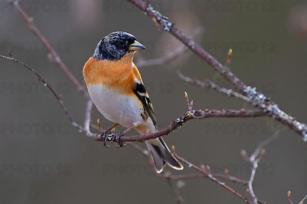 Brambling