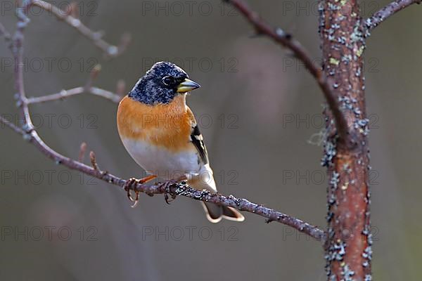 Brambling