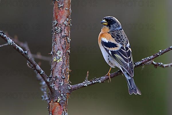 Brambling