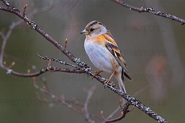 Brambling