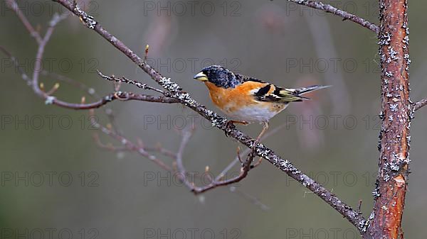 Brambling