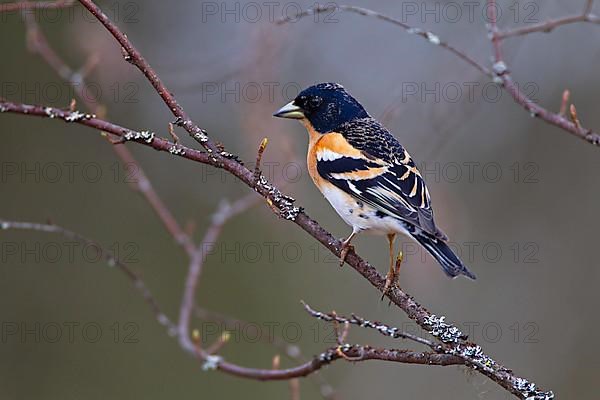 Brambling