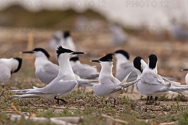 Sandwich Tern