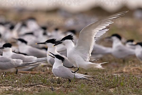 Sandwich Tern