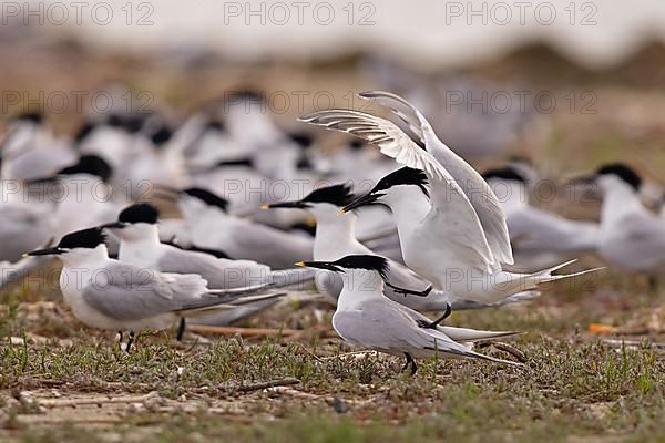 Sandwich Tern