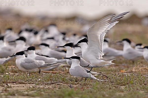 Sandwich Tern