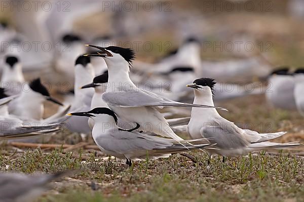 Sandwich Tern