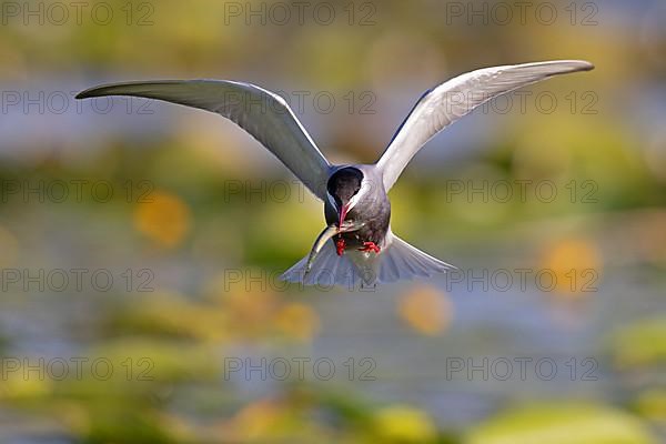 Whiskered Tern