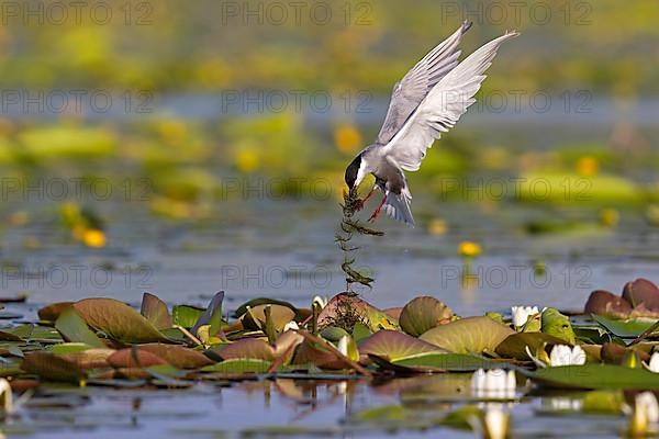 Whiskered Tern