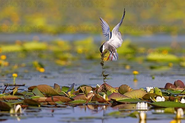 Whiskered Tern