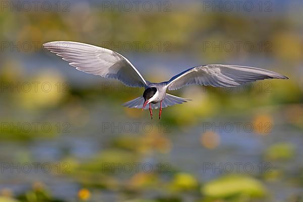 Whiskered Tern