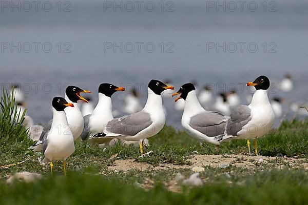 Pallas's gull